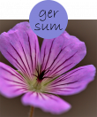 gersum22m