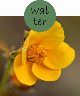 walter22p